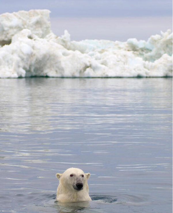 Conversa de Mar: O Oceano Ártico em mudança