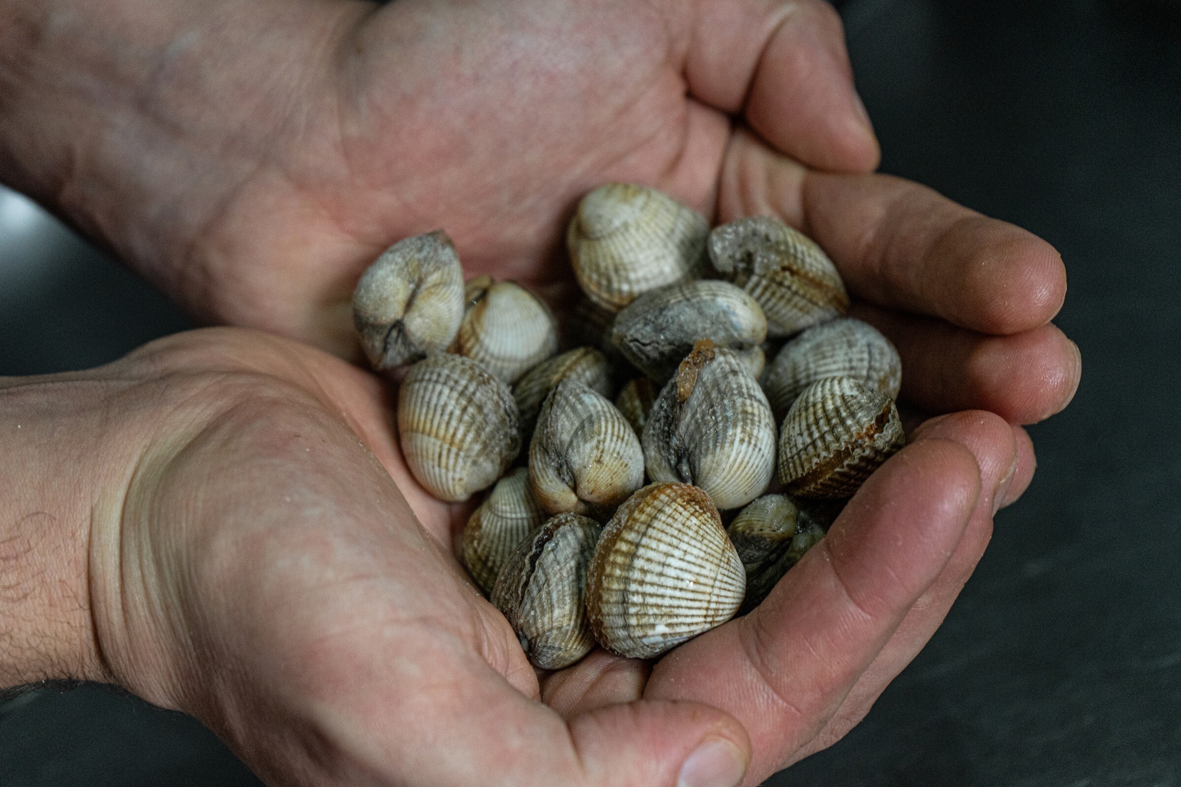 Bivalves da Ria são mote para o “Tanto Mar!” de abril